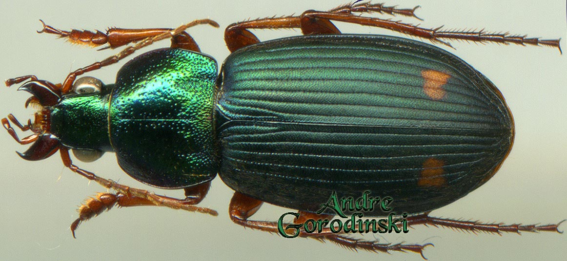 http://www.gorodinski.ru/carabidae/Chlaenius sp.1.jpg